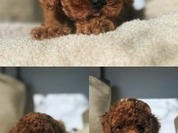 Kore poodle yavrularımız 0 boy ırk garantili bebeklerim