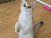 Safkan British Shorthair Erkek Yavru