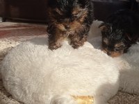 Yorkshire terrier yavrular a kalite