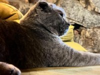 Scottish fold yavrular