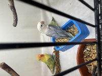 5 bin puan 3 tane mutasyon papağanımız
