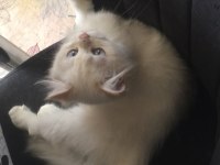 Acil sahiplendirceğim british longhair