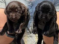 Labrador yavrularımız