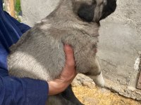 Yavrularımız Sahiplerini Bekliyor Sivas Kangalı