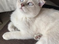Uysal scottish fold kızım