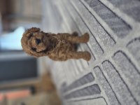 Toy poodle yavrular