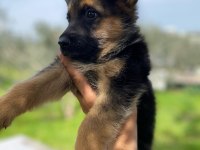 Showline Alman çoban köpeği