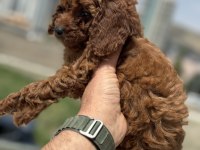Petmode köpek çiftliğinde ziyarete açık toy poodle