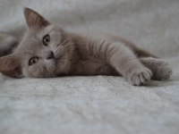 British shorthair yavrular