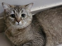 İlgili yuva british shorthair