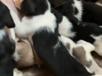 Beagle Yavrular Irk Sağlık Garantili