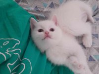 British shorthair yavrularım teslime hazır