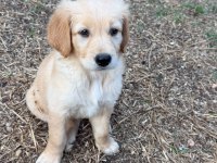 Golden Retriever Dişi