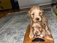 Şeker gibi maltipoo yavrularımız büyümeme garantili