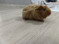 Ginepig Dişi