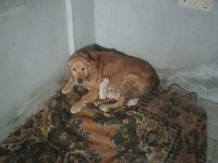 30 günlük orjinal baby face golden retriever yavrumuz