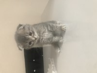 1.5 aylık dişi acil scottish fold