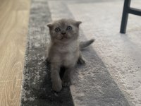 Scottish fold yavrularımız yeni yuvalarına hazır