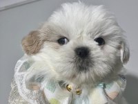 Safkan Shih -tzu Yavru köpekler