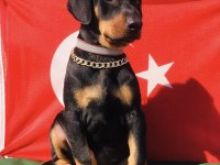 Harika Anatomi Üst Kalite Doberman Yavrular