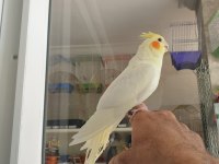 Lutino kırmızı göz sultan papağanı