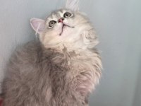 British Longhair Kedilerim