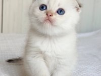 Bebek Surat Silver Scottish Fold