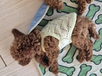 MINIK POODLE PRENSES