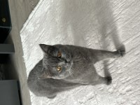 British shorthair dişi ücretsiz sahiplendirme