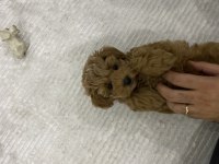 3 Aylık Aşıları Yapıldı Dişi Maltipoo Yavru