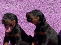 Secereli Doberman yavrularımız 