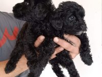 Maltipoo yavrularımız her bütçeye uygun