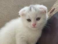 Scottish fold 45 günlük yavru