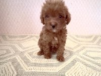 Kore toy poodle yavrularımız