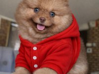 Dişi mavi göz teddy bear garantili yavru pomeranian