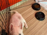 2,5 aylık gökyüzü mavisi oyuncu erkek husky