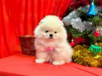Pomeranian yavruları