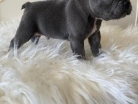 Blue & Lilac A Kalite French Bulldog Yavrularımız