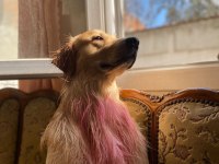 Golden Retriever Aşırı Sevimli