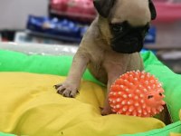 PUG MOPS YAVRULARI EN KUCUK BOY GÜL KUYRUK BASIK SURAT