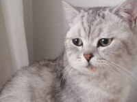 British shorthair kedisi