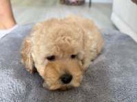 Apricot Toy Poodle Dişi Yavrumuz