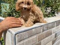 Maltipoo Yavrumuz