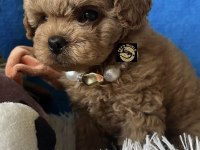 Apricot Toy Poodle Yavrumuz