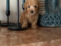 Apricot red renk toy poodle yavrular