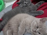 2 Aylık british shorthair bebekler