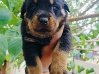 Koca kafa erkek rottweiler yavruları