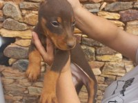 A kalite king doberman yavrular