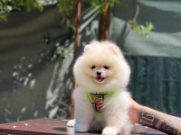 Yakışıklı pomeranian oğluma yuva arıyorum