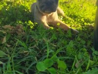 Irk Garantili French Bulldog
